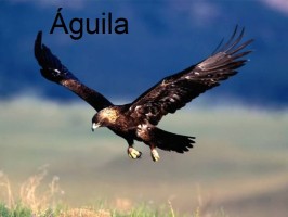 aguila-orzeł