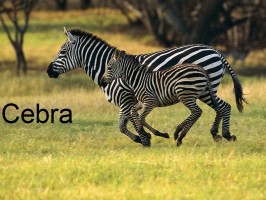 cebra-zebra