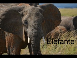 elefante-słoń