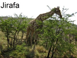 jirafa-żyrafa