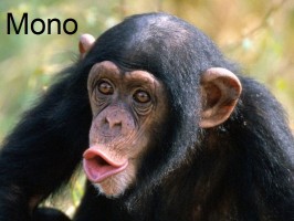 mono-małpa