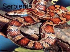 serpiente-wąż