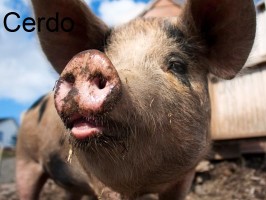 cerda-świnia