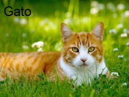 kot-gato