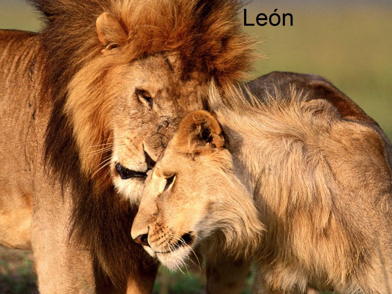 lew-leon