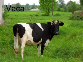 vaca-krowa